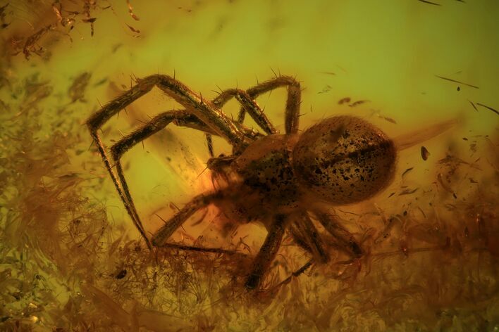 Phenomenal, Detailed Fossil Spider (Aranea) In Baltic Amber #84675